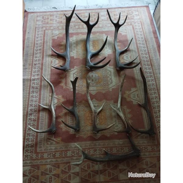 UN LOT DE BOIS MUES CERF ENTRE 47 ET 72CM