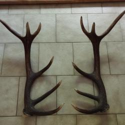 BELLE PAIRE DE GROS BOIS DE CERF 12 CORS