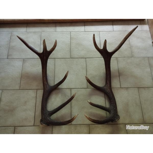 BELLE PAIRE DE GROS BOIS DE CERF 12 CORS