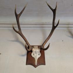 Massacre de cerf