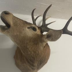 Tête de cerf