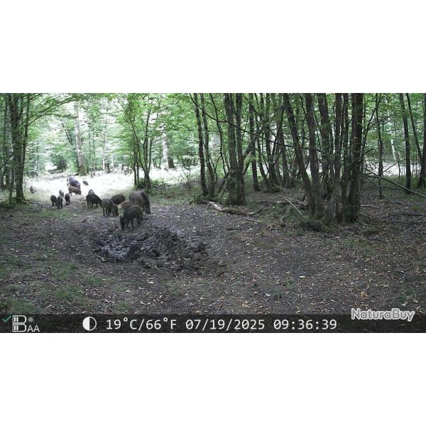 action gros gibier