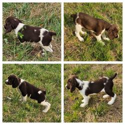 Chiots Springer