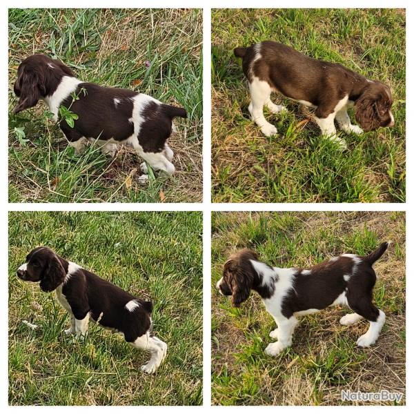 Chiots Springer