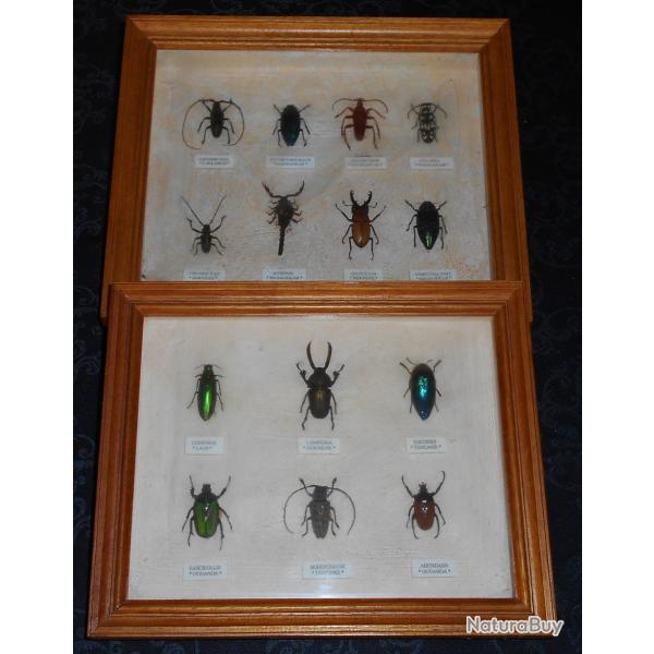 2 cadres insectes;coloptres,hannetons.