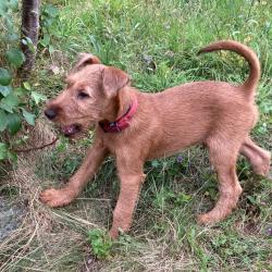 Chiots Irish Terriers disponibles