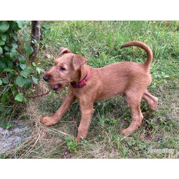 Chiots Irish Terriers disponibles