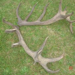 Impressionnantes mes de cerf 22 cors - 7200 grs -