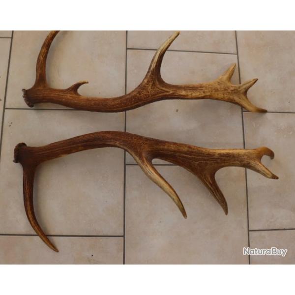 Trs belle paire de mues de cerf 12 cors -