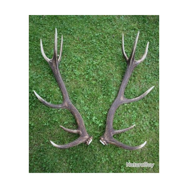 Trs belle paire de bois de cerf 12 cors -