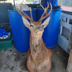 Troph&eacute;e de cerf