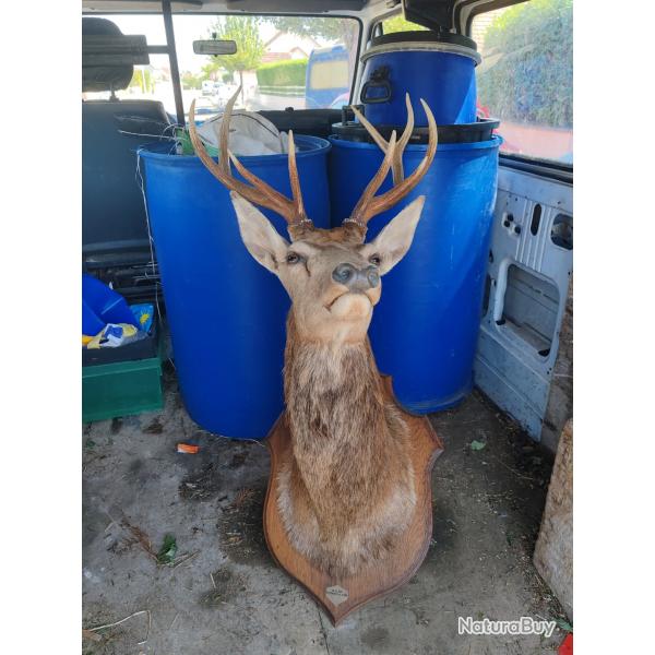 Trophe de cerf