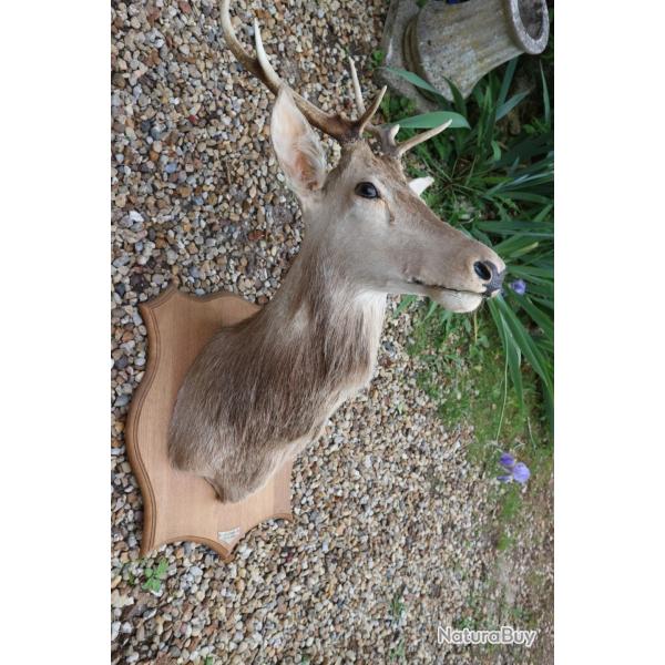 trophee massacre tete de cerf a 6 cors de 1999, naturalis, taxidermie