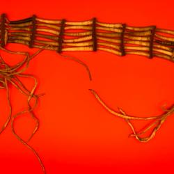 Magnifique collier type chokker indien des plaines  en dentalium au moins 50 ans vieille collection