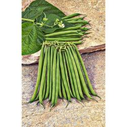 Haricots verts nain.