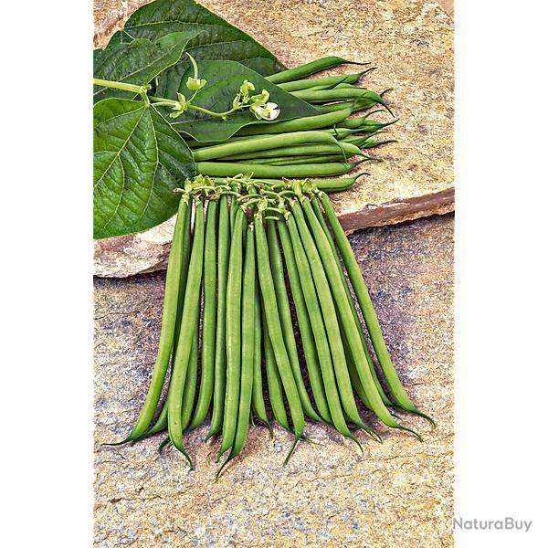 Haricots verts nain.