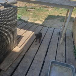 Vend chiot croisé jagdterrier patterdale moins de 8 semaines vacciné 3M et 2 FParent extra sanglier