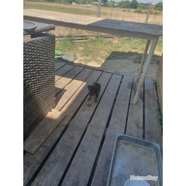 Vend chiot crois jagdterrier patterdale moins de 8 semaines vaccin 3M et 2 FParent extra sanglier