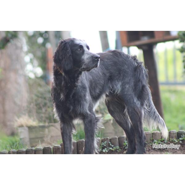 Epagneul bleu de Picardie LOF prt  chasser