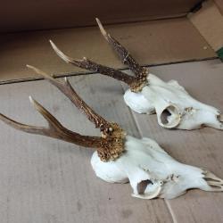 2 TROPHEES CHEVREUILS BROCARDS PARTICULIERS TAXIDERMIE CHASSE CERF