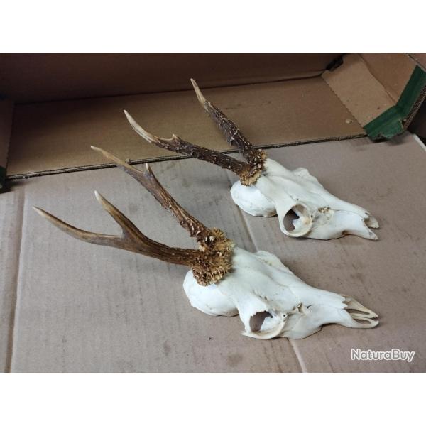 2 TROPHEES CHEVREUILS BROCARDS PARTICULIERS TAXIDERMIE CHASSE CERF