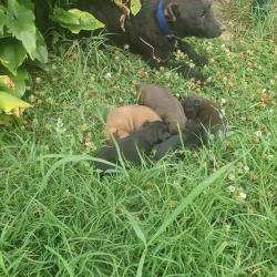 Chiot de chasse croisée jagdterrier patterdale.