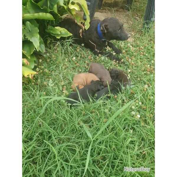 Chiot de chasse croise jagdterrier patterdale.