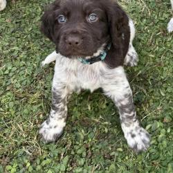 Chiot munsterlander