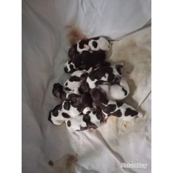 Chiot munsterlander