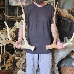 Bois de Cerf du père David ; Elaphurus davidianus