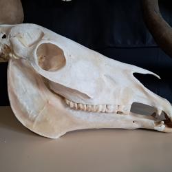 Crâne de cheval #1707(2)