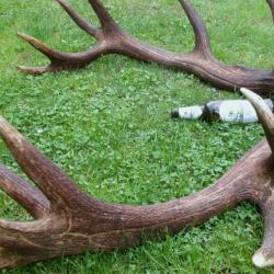 Deux énormes mues de cerfs - très épaisses - 16 cors - 8700 grs - 112 cms et 112 cms