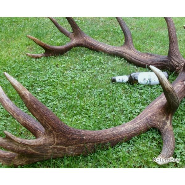 Deux normes mues de cerfs - trs paisses - 16 cors - 8700 grs - 112 cms et 112 cms