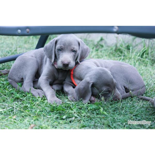 Chiots Braque de Weimar mles LOF