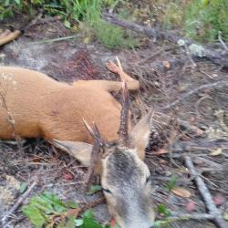 chasse à l"approche affut battue