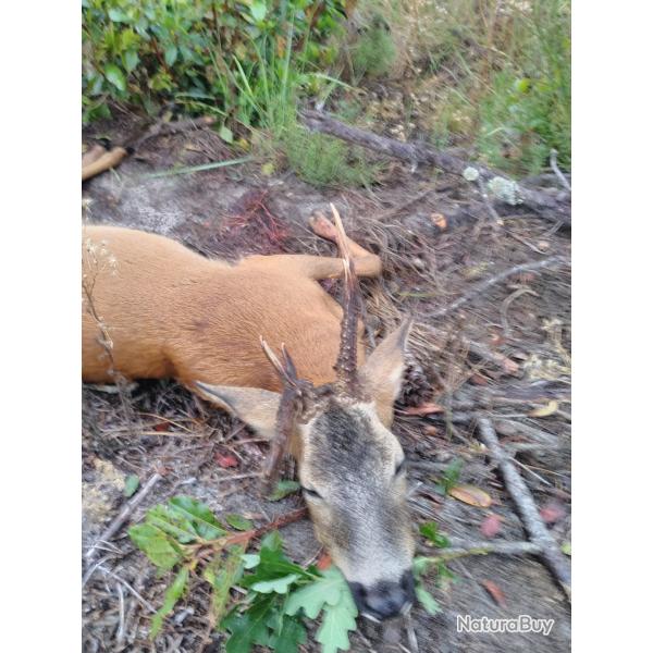 chasse  l"approche affut battue