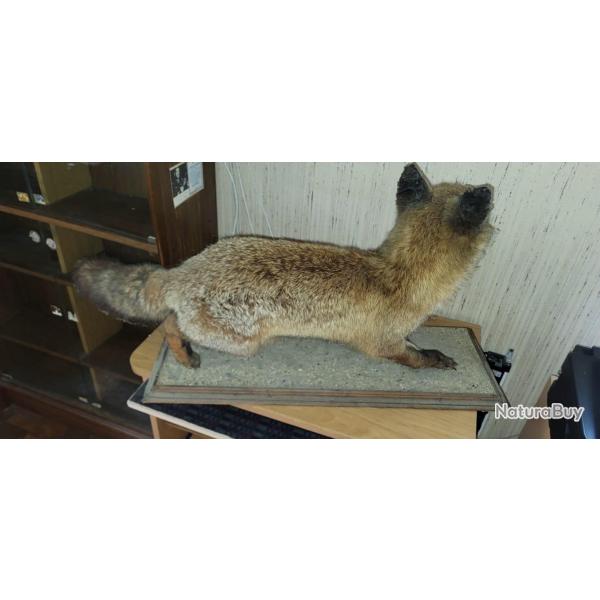 Renard empaill