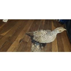Oiseaux Faisane femelle