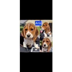 Chiots beagles lof