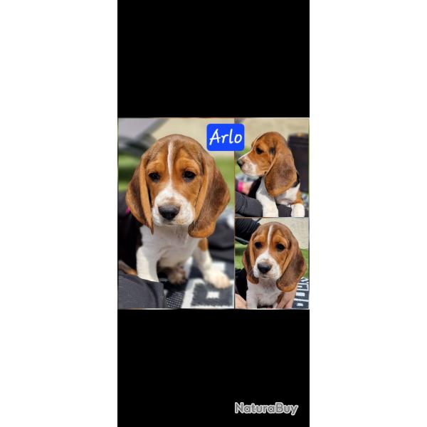 Chiots beagles lof