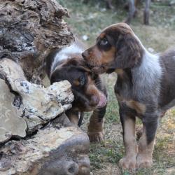 Chiots Epagneul Picard LOF