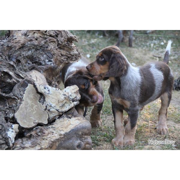 Chiots Epagneul Picard LOF