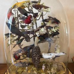 Grand globe en verre XIXe avec oiseaux naturalisés - Pièce de collection exceptionnelle