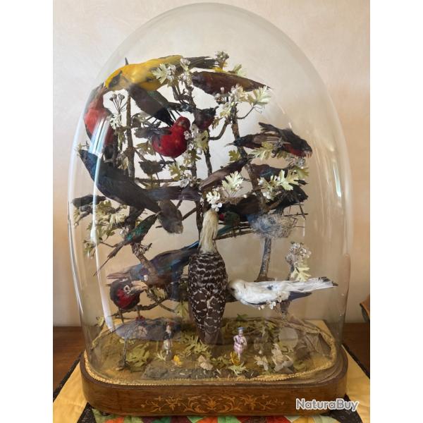 Grand globe en verre XIXe avec oiseaux naturaliss - Pice de collection exceptionnelle