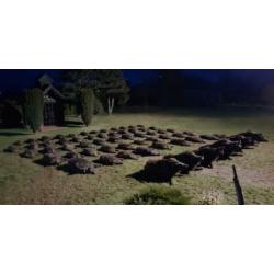 Wild Boar Fever en Croatie avec un Monde de chasse