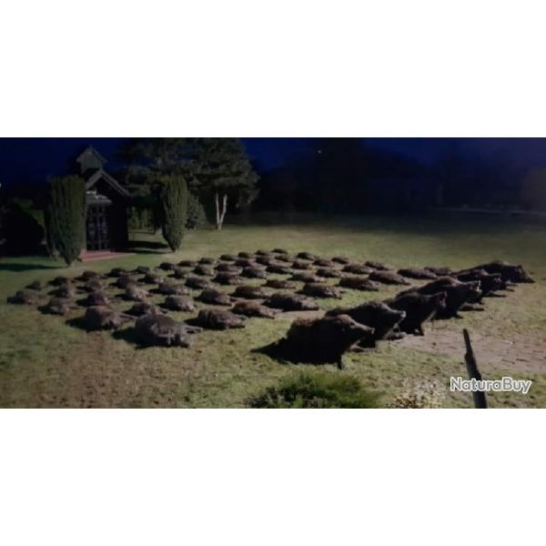Wild Boar Fever en Croatie avec un Monde de chasse