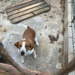 Cède chien croisé beagle