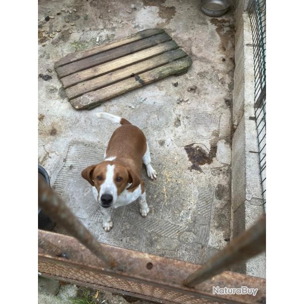 Cde chien crois beagle
