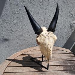 Crâne de chèvre sculpté sur socle #1