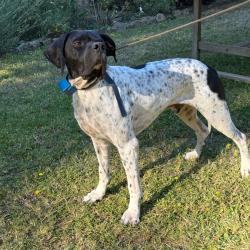 Chien d'arrêt pointer anglais
